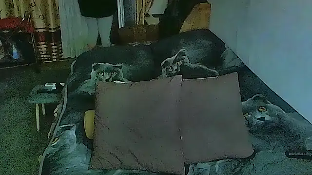 sex2 online show from November 12, 2025, 11:36 pm