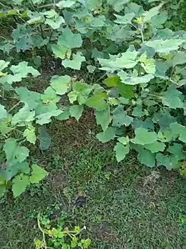 Snapshot of priyabhabhi_99 chatting on September 15, 2025, 1:27 am priyabhabhi 99 online show from September 15, 2025, 1:27 am