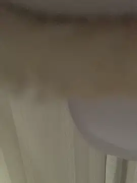 Snapshot of GHsveter chatting on March 31, 2026, 10:37 am GHsveter online show from March 31, 2026, 10:37 am