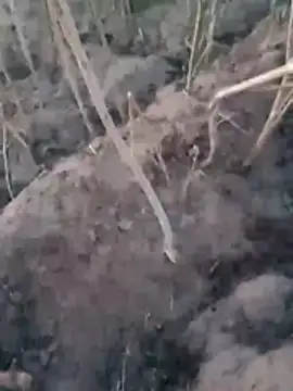 Snapshot of Sinewsex_pussylove chatting on March 25, 2026, 12:38 am Sinewsex pussylove online show from March 25, 2026, 12:38 am