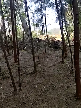 Gopal1243 online show from February 26, 2025, 2:15 am