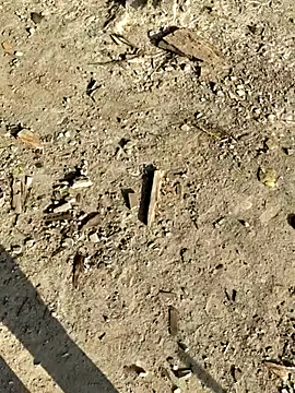 Gopal1243 online show from January 8, 2026, 2:58 am