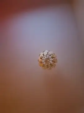 cuci45 online show from March 31, 2026, 6:30 pm