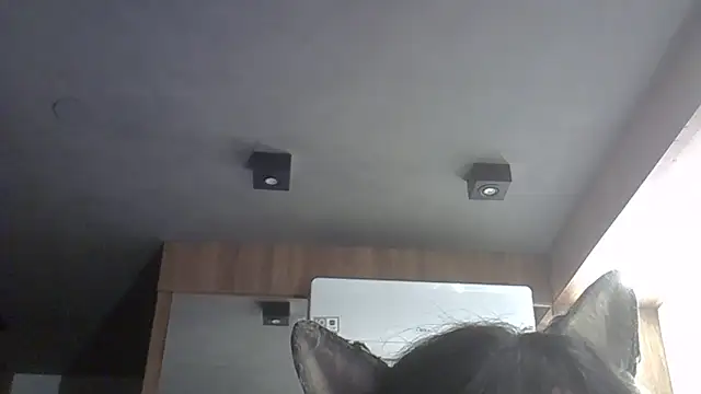 Skinny-Kitten online show from February 11, 2026, 12:04 am