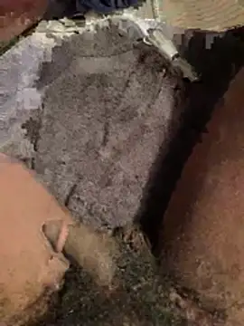 la chiennete online show from April 28, 2026, 8:58 pm