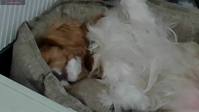 Peggy Beauty online show from February 11, 2025, 6:44 pm